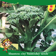 Suntoday Nuevo catálogo de semillas de jardín de verduras F1 comprar semillas orgánicas en línea heriloom semillas de choisco de brócoli (A42006)